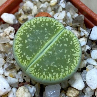 SH39318 Lithops aucampiae 'Bella Ketty'