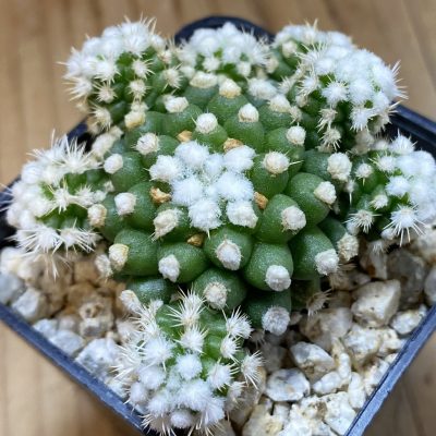 SH39396 Mammillaria gracilis ‘Snow Cap’