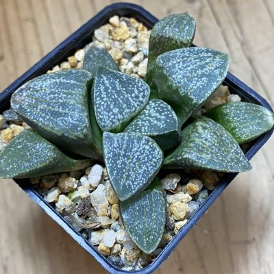 SH39373 Haworthia pygmaea v. argenteo-maculosa
