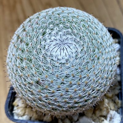 SH39397 Mammillaria microthele v. superfina