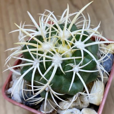 SH39398 Discocactus zehntneri ssp. alagoinhensis, own roots