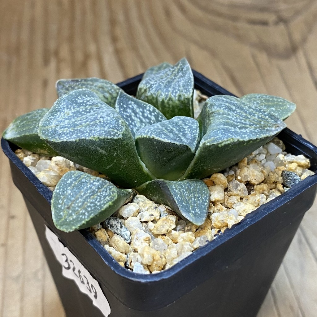 SH39373 Haworthia pygmaea v. argenteo-maculosa – Bild 2