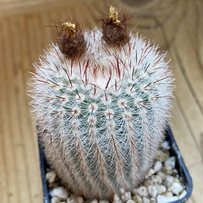 SH39401 Parodia scopa