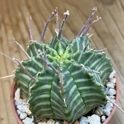 SH39403 Euphorbia valida