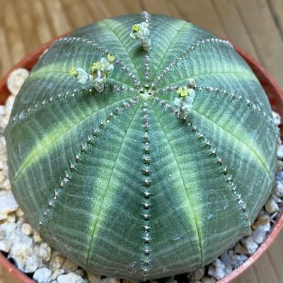 SH39404 Euphorbia obesa ♀️