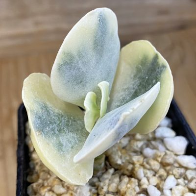 SH39408 Cotyledon undulata f. variegata