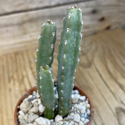 SH39409 Euphorbia debilispina