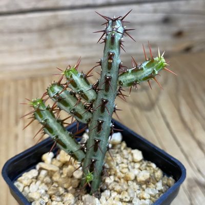 SH39410 Euphorbia aeruginosa