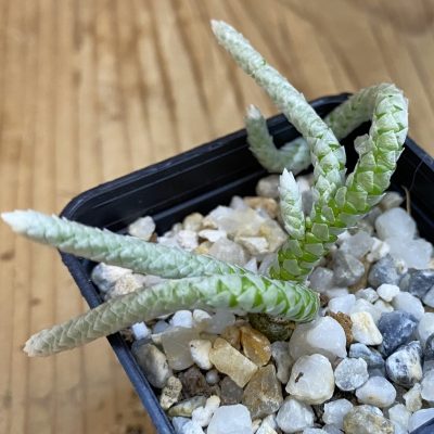 SH39411 Avonia vespertina 04/25