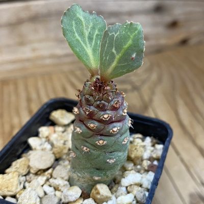 SH39413 Monadenium ritchiei v. marsabitense