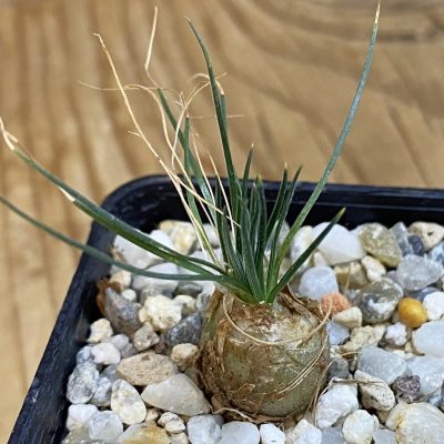 SH39414 Ornithogalum sardienii
