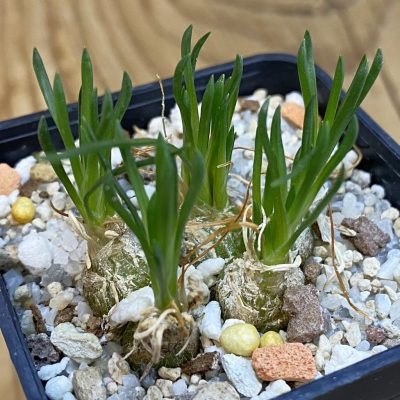 SH39415 Ornithogalum lithopsoides