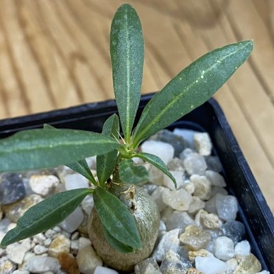 SH39417 Pachypodium succulentum
