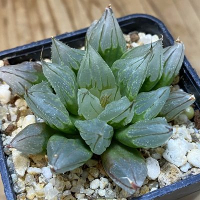 SH39375 Haworthia cooperi ‘West Asia Tsuen’