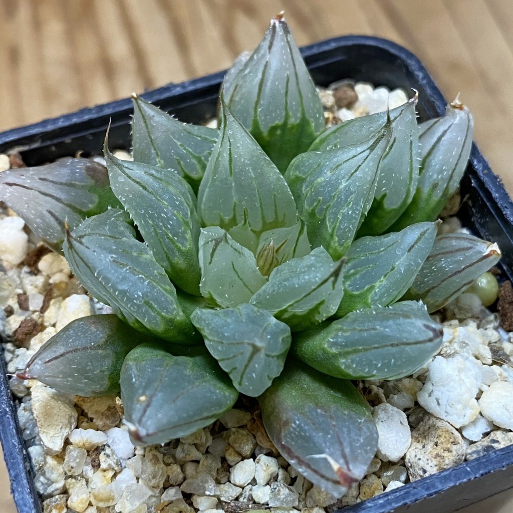 SH39375 Haworthia cooperi ‘West Asia Tsuen’