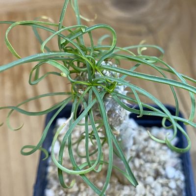 SH39418 Euphorbia gottlebei