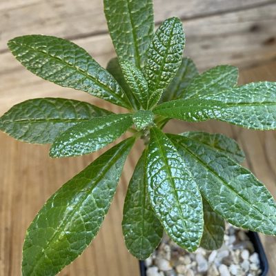 SH39419 Dorstenia gigas