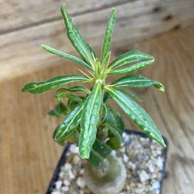 SH39420 Pachypodium succulentum