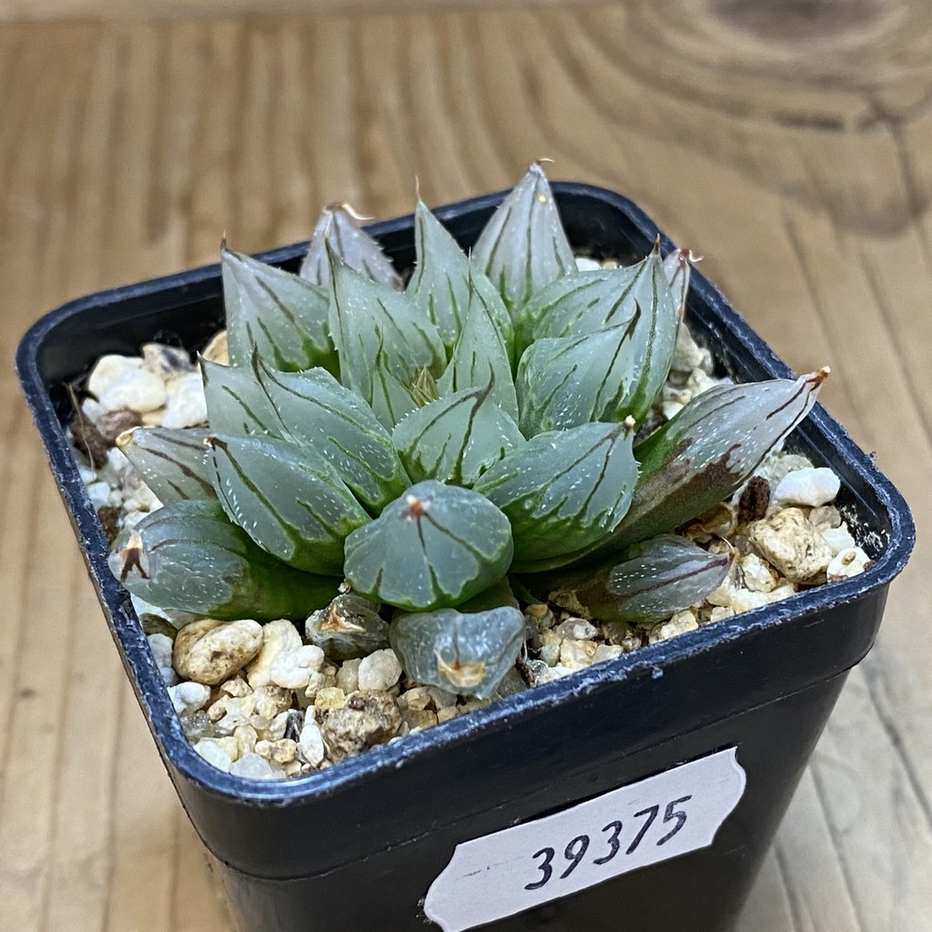 SH39375 Haworthia cooperi ‘West Asia Tsuen’ – Bild 2