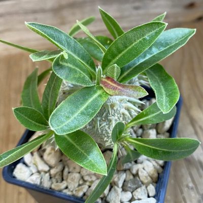 SH39422 Pachypodium brevicaule, grafted