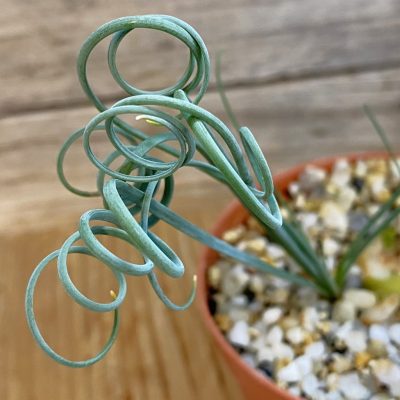 SH39425 Albuca spiralis