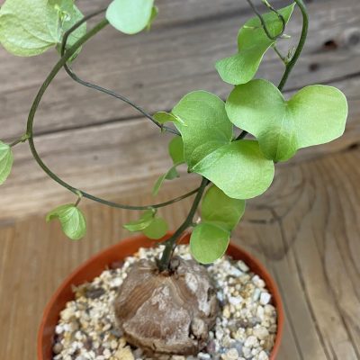 SH39426 Dioscorea elephantipes