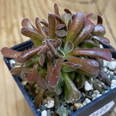 SH39427 Crassula pubescens