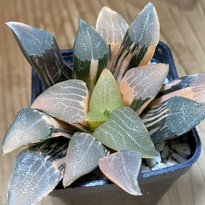 SH12442 Haworthia bayeri f. variegata
