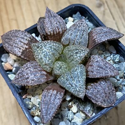 SH39376 Haworthia picta -Japan-