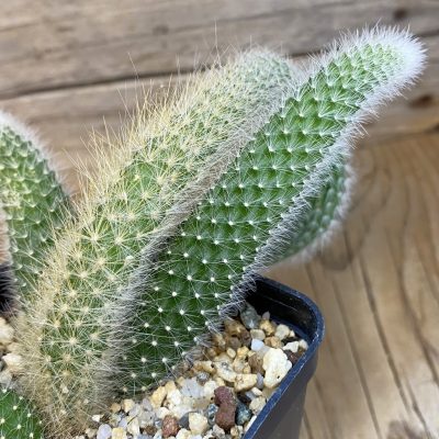 SH39428 Hildewintera colademononis