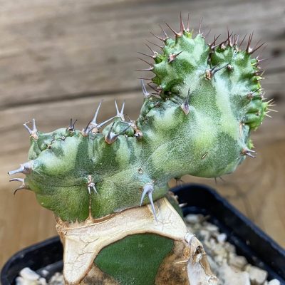 SH39429 Euphorbia horwoodii f. cristata, grafted