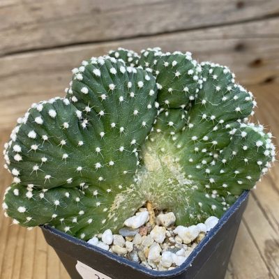 SH39430 Echinopsis subdenudata f. cristata