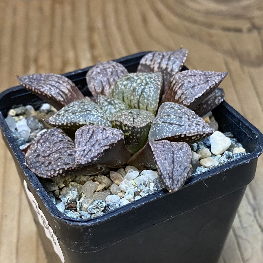 SH39376 Haworthia picta -Japan- – Bild 2