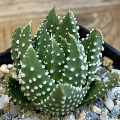 SH39431 Haworthia pumila, compact form