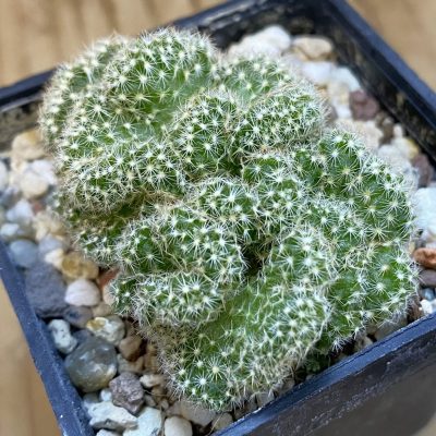 SH39432 Mammillaria elongata f.cristata clon 2