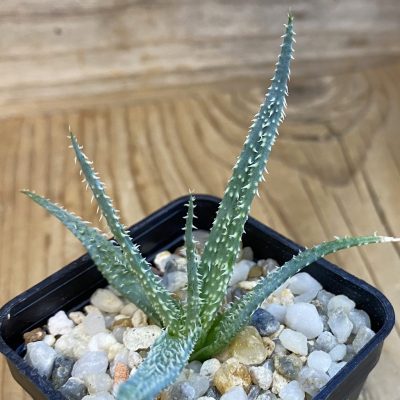 SH39434 Aloe parvula