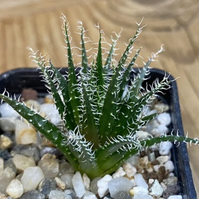 SH39435 Aloe haworthioides