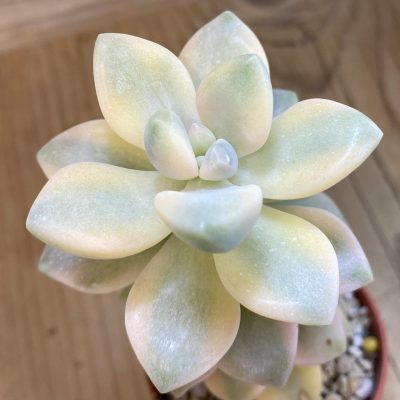 SH39437 Graptoveria ‘Titubans’ f. variegata