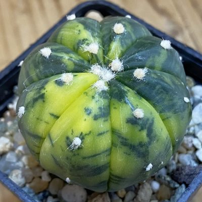 SH39438 Astrophytum asterias f. variegata