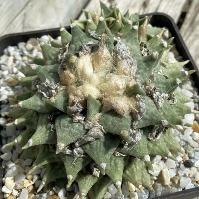 SH39440 Ariocarpus retusus MZ 900, 40 years old, own roots