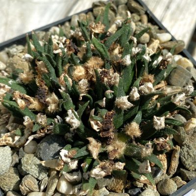 SH39441 Ariocarpus agavoides MH 454, 40 years old, own roots