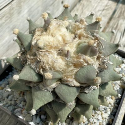 SH39442 Ariocarpus retusus GL 791-Ramos Arizpe-, 40 years old, own roots