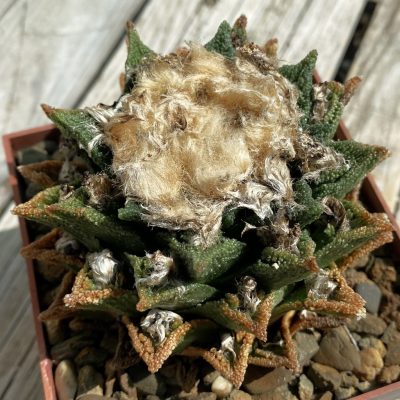 SH39443 Ariocarpus bravoanus MZ 893 -Núñez-, 30 years old, own roots