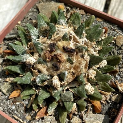 SH39444 Ariocarpus scaphirostris -Rayones-, 30 years old, own roots