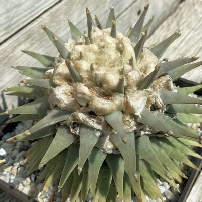 SH39446 Ariocarpus retusus CSD 104, 30 years old, own roots