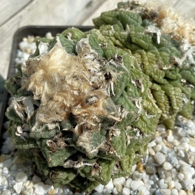 SH39447 Ariocarpus fissuratus SB 413, 30 years old, own roots