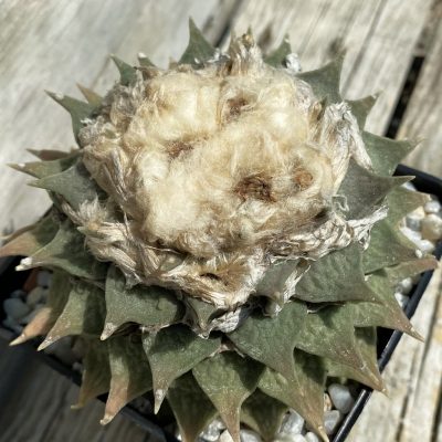 SH39448 Ariocarpus retusus CSD 120, 30 years old, own roots