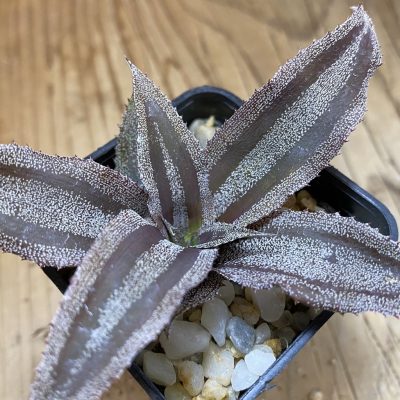 SH37834 Cryptanthus lacerdae 'Menescal'