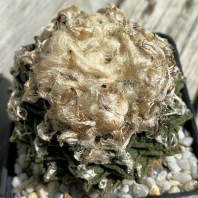 SH39449 Ariocarpus fissuratus -Big Band-, 30 years old, own roots