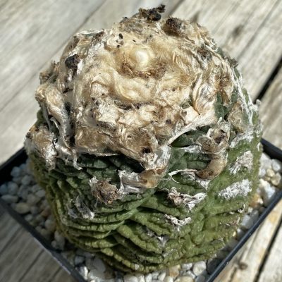 SH39450 Ariocarpus fissuratus -Brewster Co.-, 30 years old, own roots